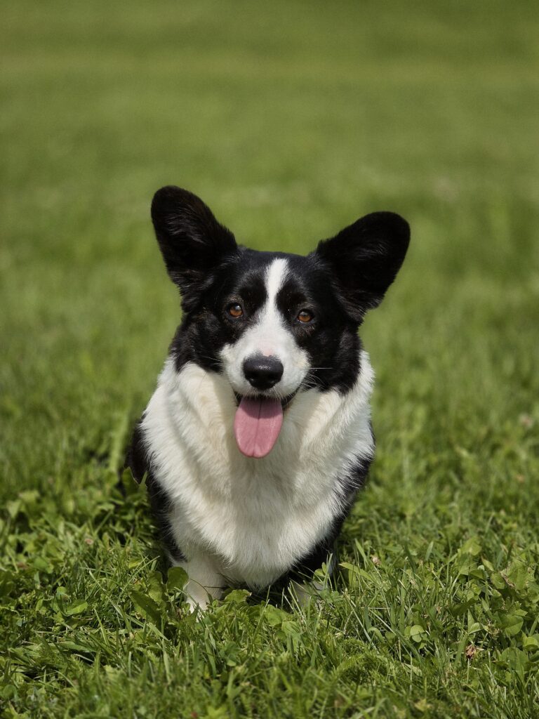 Cardigan Welsh Corgi