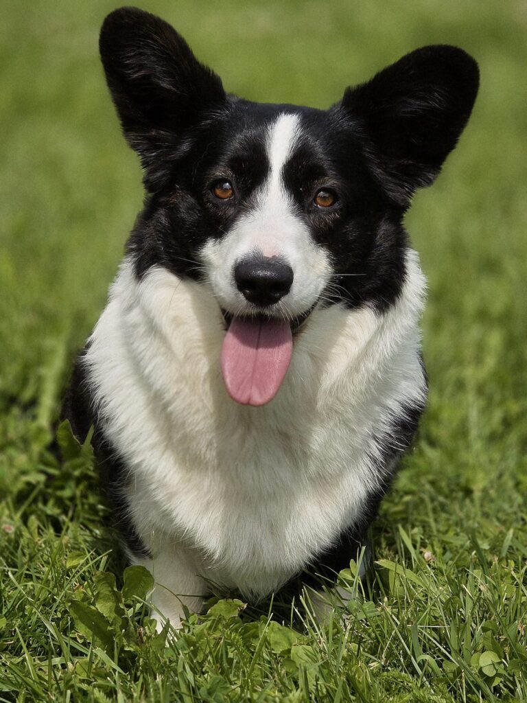 Cardigan Welsh Corgi
